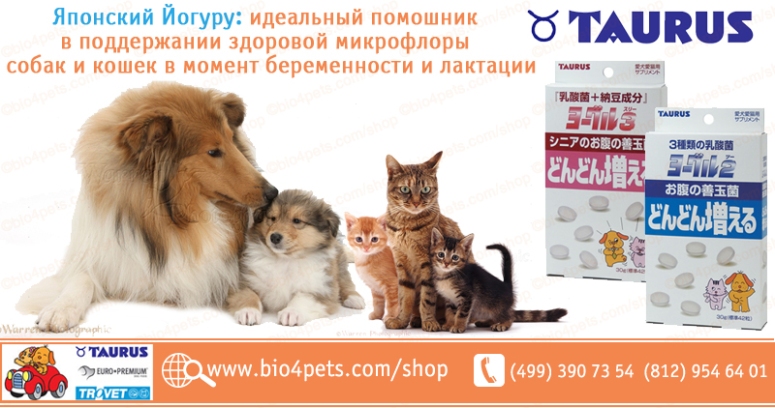 Name 5 pets. Витамины для кошек и собак. Probiotic Live корм для собак. Витамины для собак и кошек кандивит Candioli. Altai animal витамины для собак.